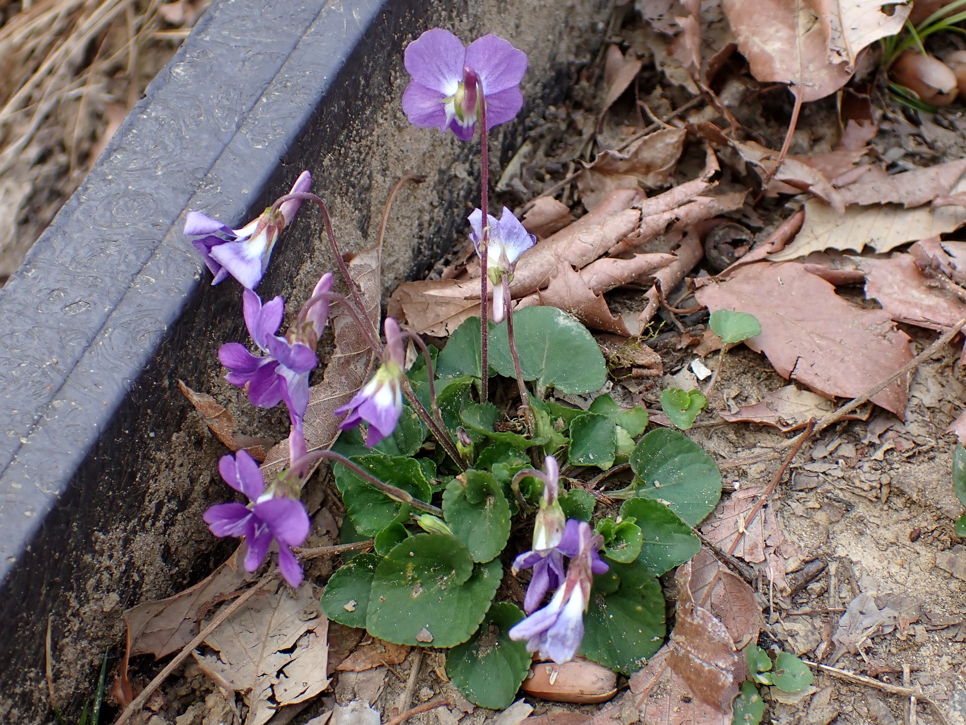 ニオイタチツボスミレ の写真です。横浜市で、2025年3月23日に撮影したものです。
