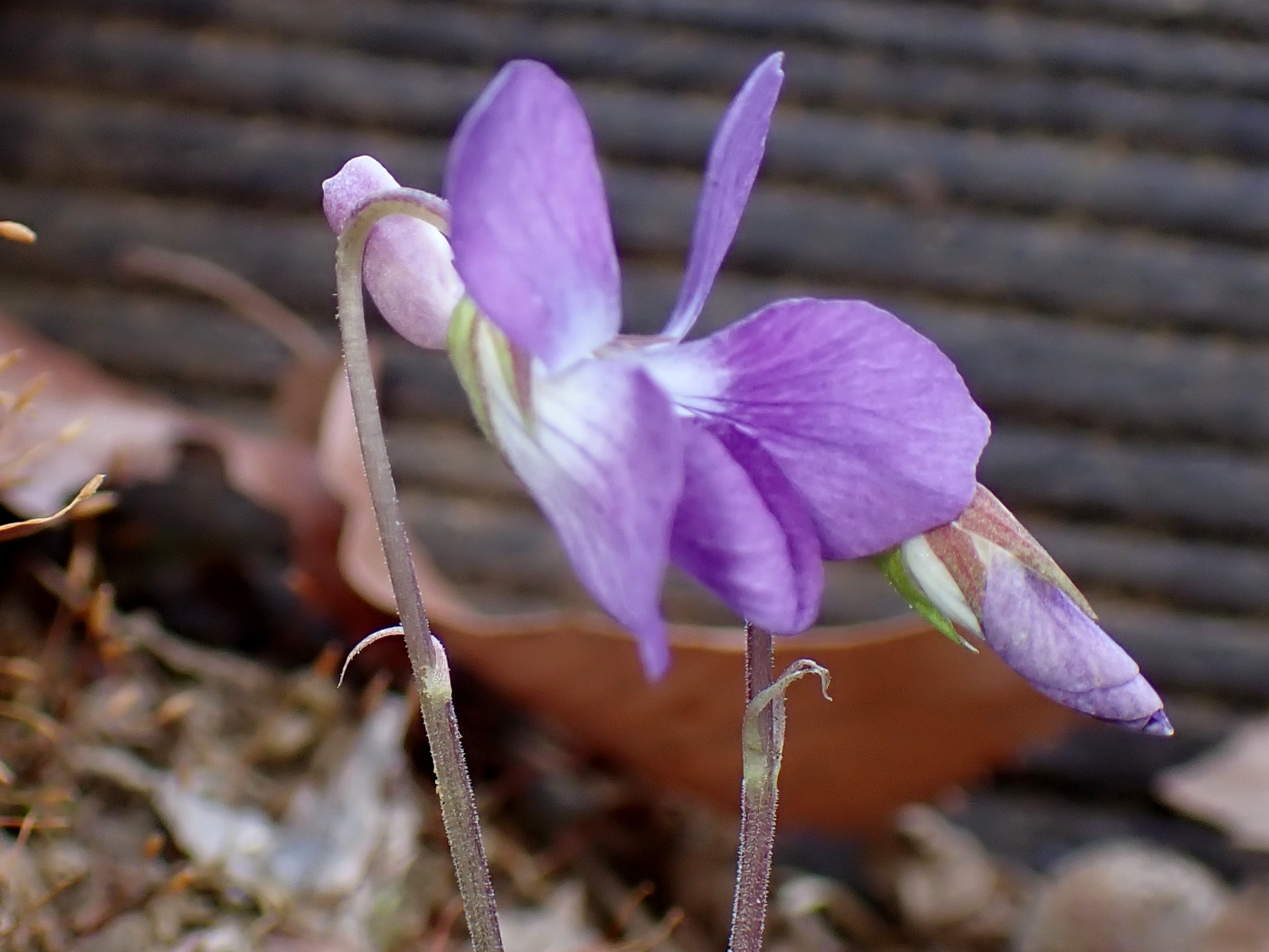 ニオイタチツボスミレ の写真です。横浜市で、2025年3月23日に撮影したものです。