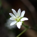 ノミノフスマ の高画質写真です。横浜市で、2025年3月21日に撮影したものです。