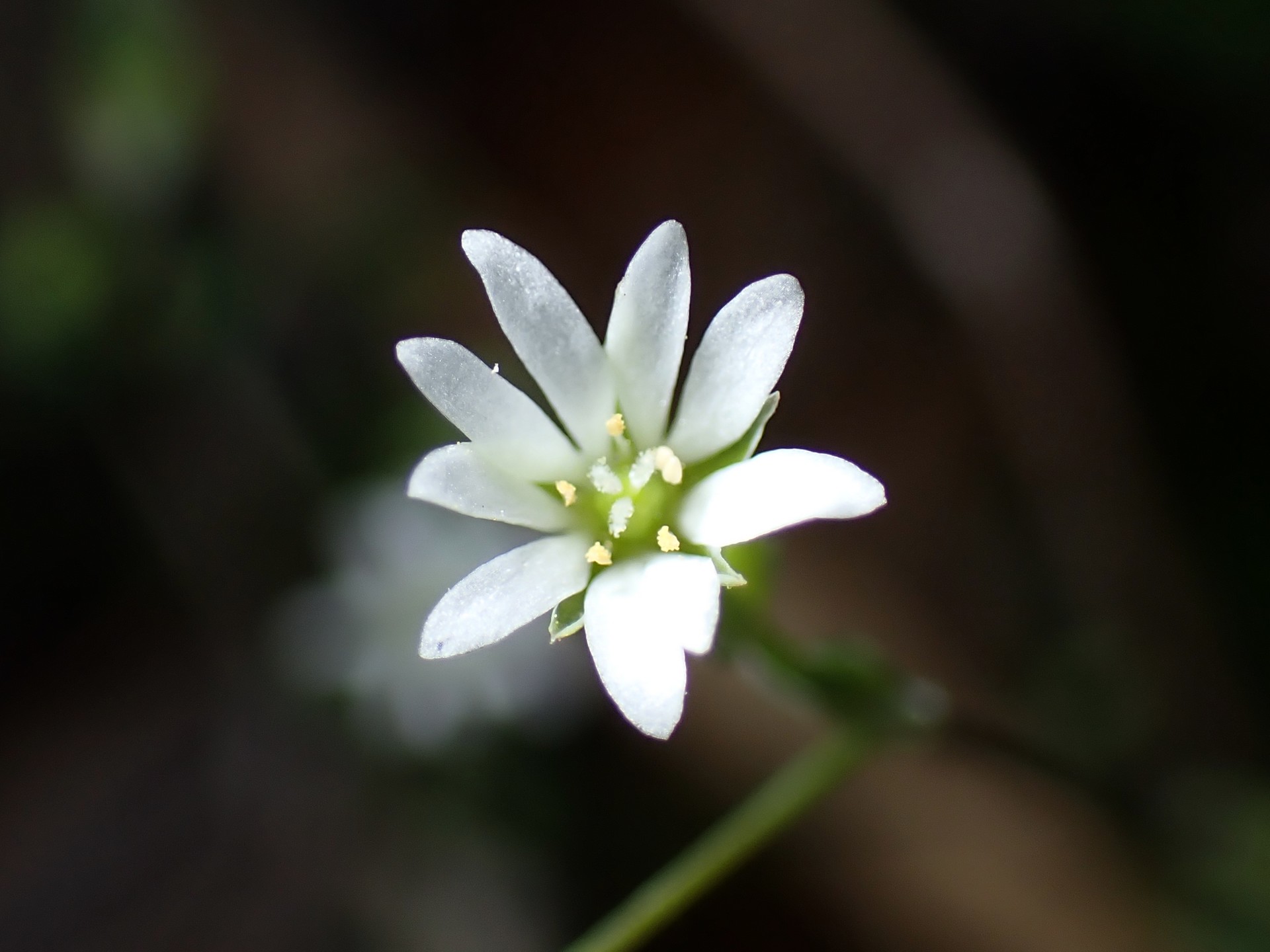 ノミノフスマ の高画質写真です。横浜市で、2025年3月21日に撮影したものです。