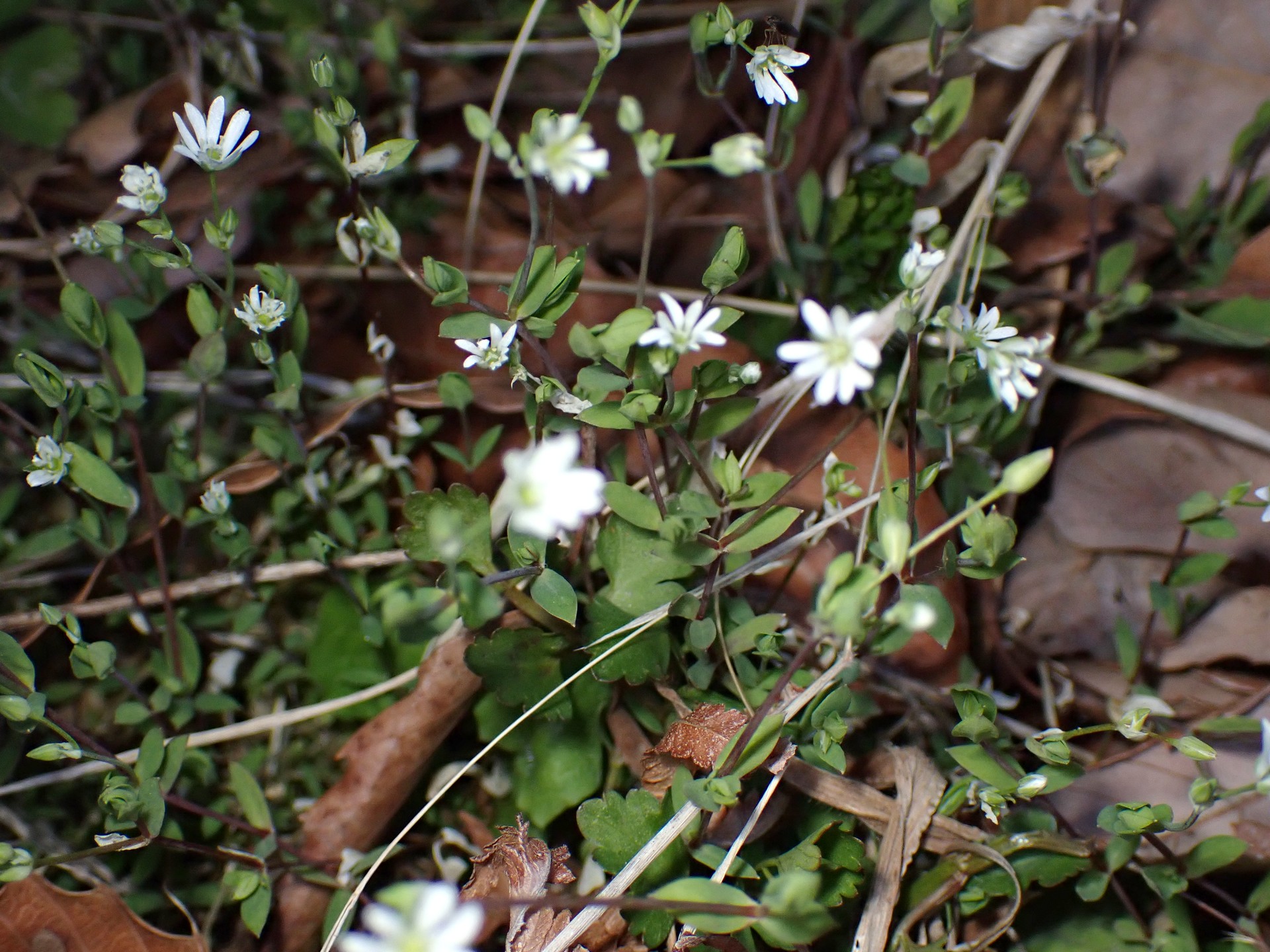 ノミノフスマ の高画質写真です。横浜市で、2025年3月21日に撮影したものです。
