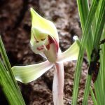 シュンラン の高画質写真です。横浜市で、2025年3月15日に撮影したものです。