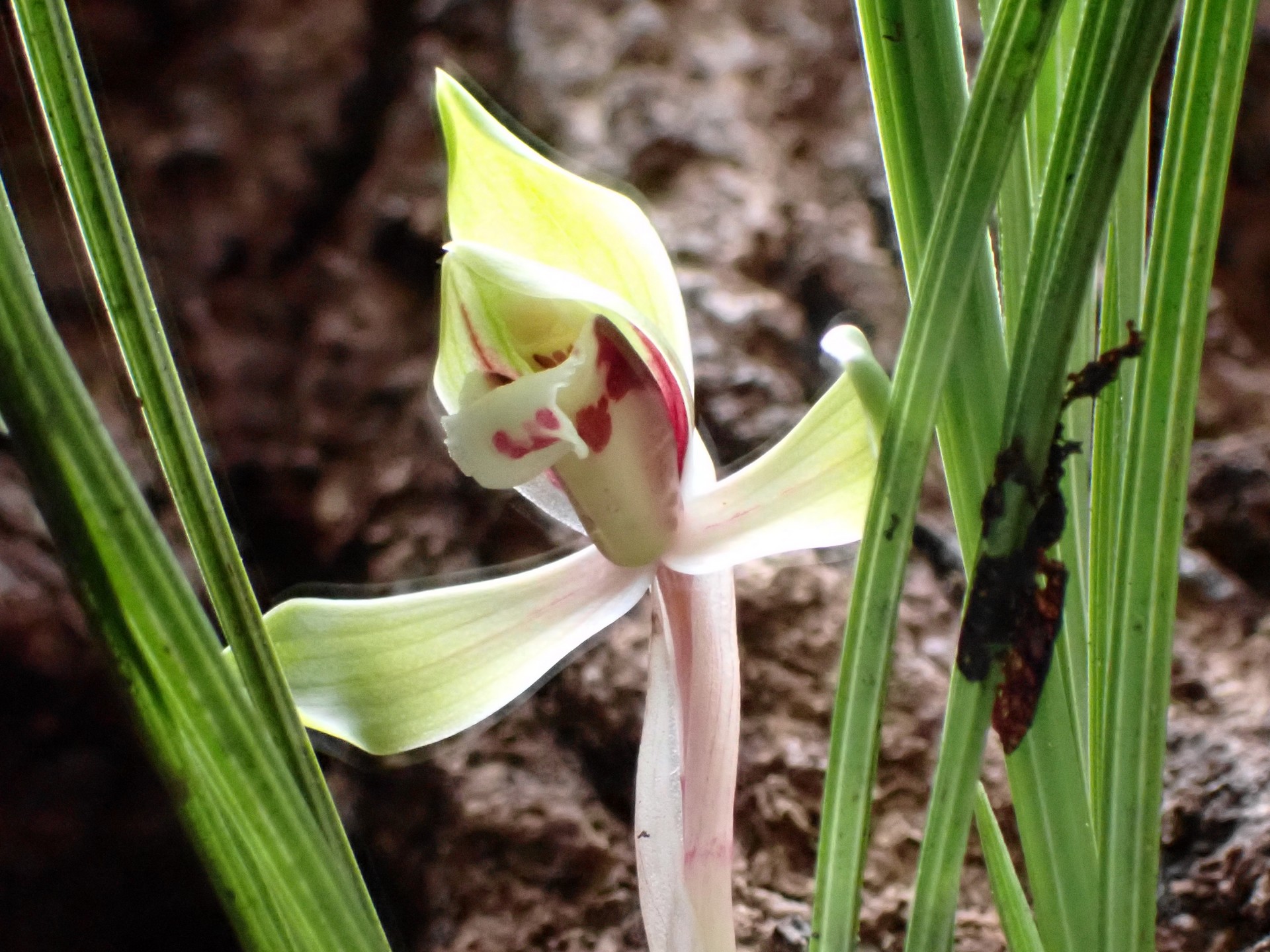 シュンラン の高画質写真です。横浜市で、2025年3月15日に撮影したものです。