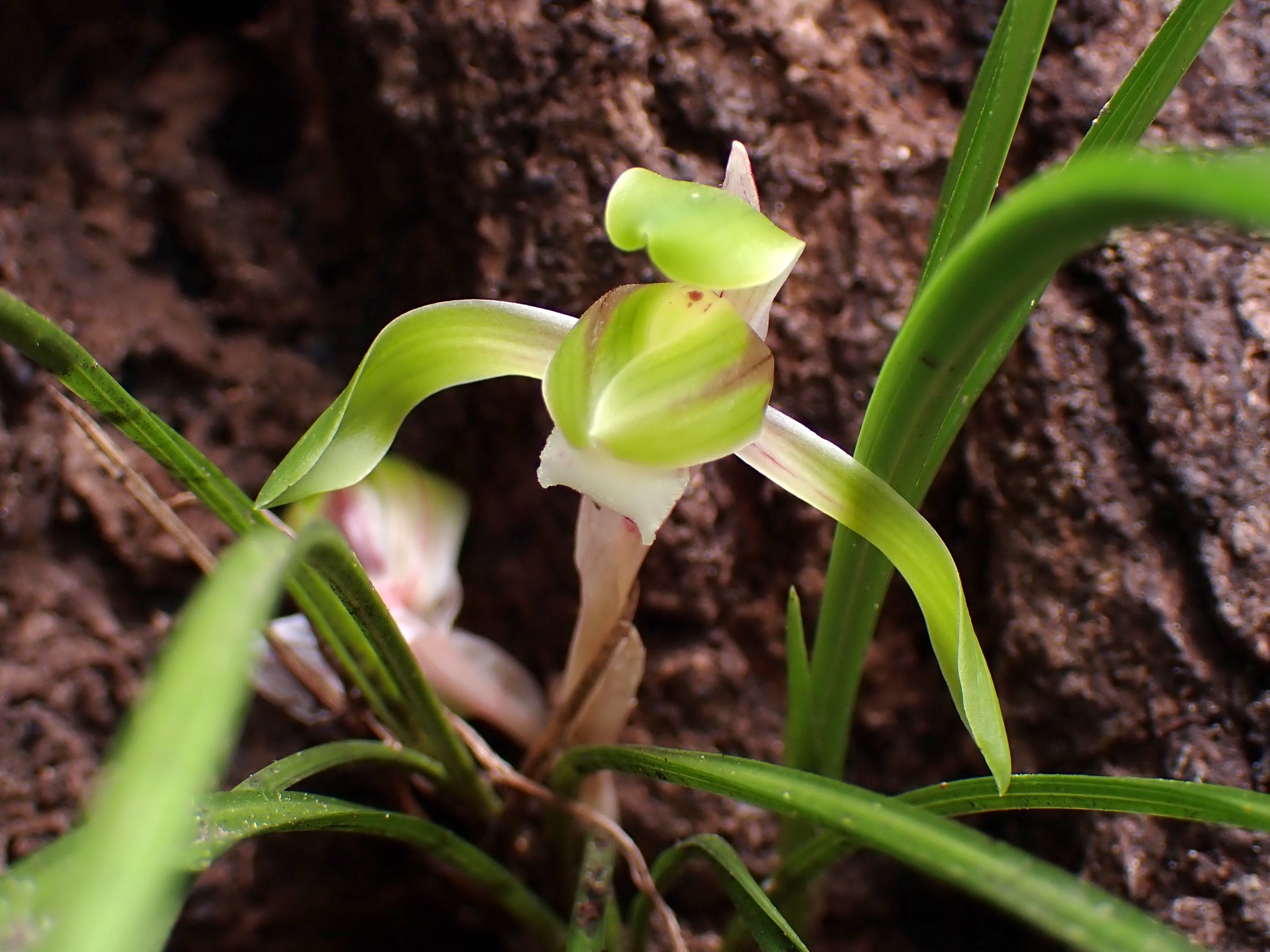 シュンラン の高画質写真です。横浜市で、2025年3月15日に撮影したものです。