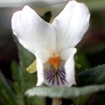 シロバナアオイスミレ の高画質写真です。横浜市で、2025年3月17日に撮影したものです。