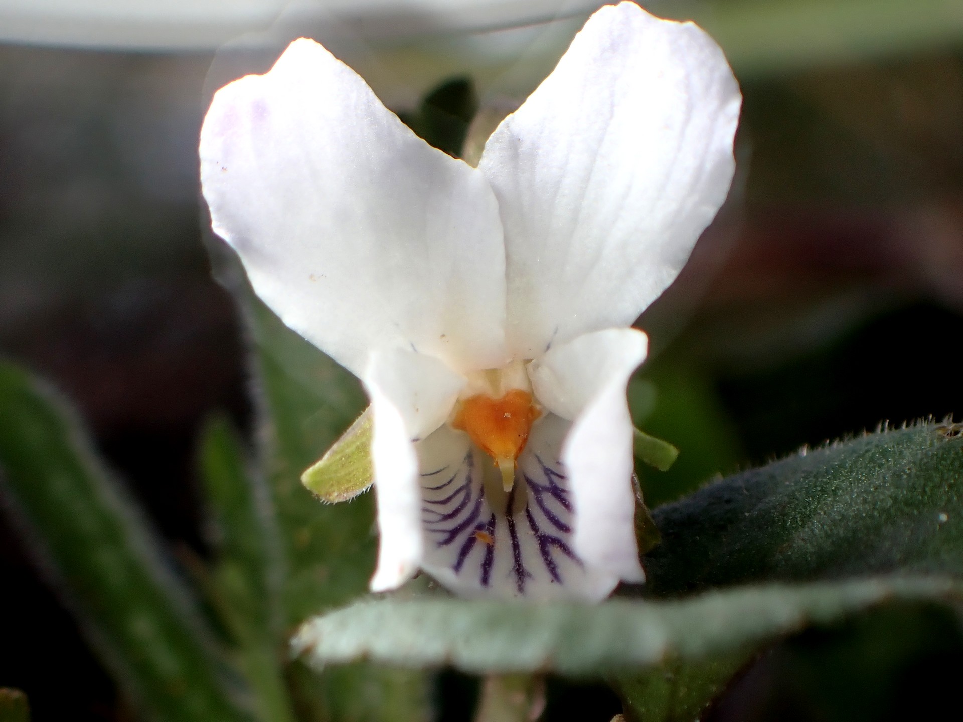 シロバナアオイスミレ の高画質写真です。横浜市で、2025年3月17日に撮影したものです。