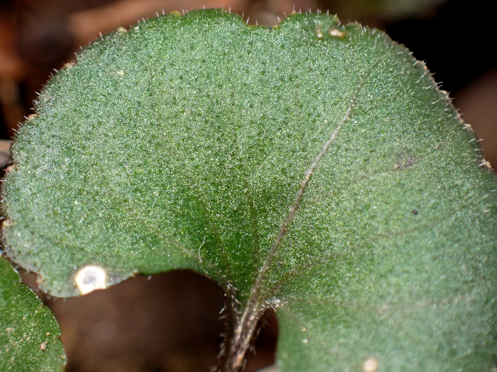 シロバナアオイスミレ の高画質写真です。横浜市で、2025年3月17日に撮影したものです。