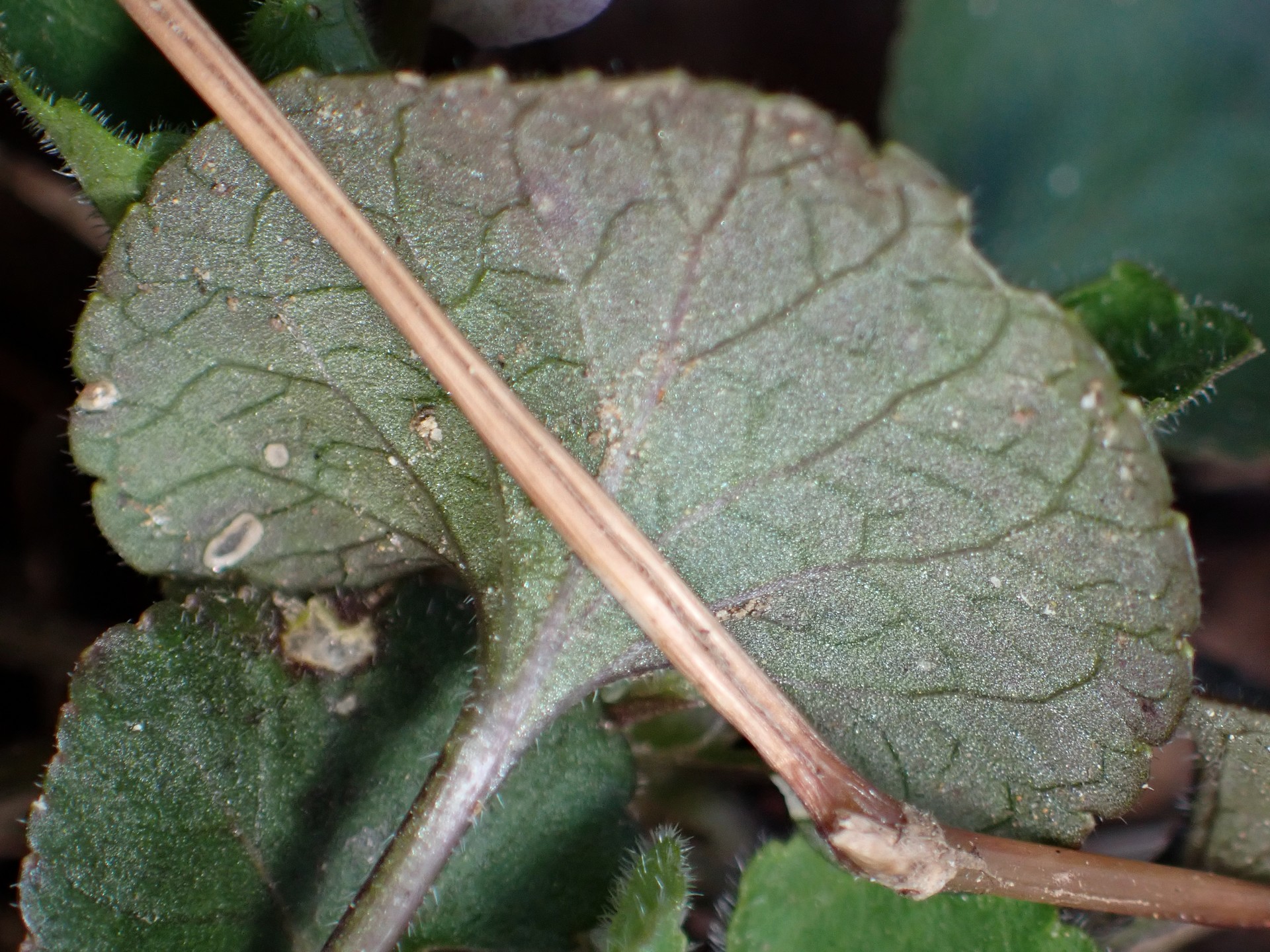 シロバナアオイスミレ の高画質写真です。横浜市で、2025年3月17日に撮影したものです。