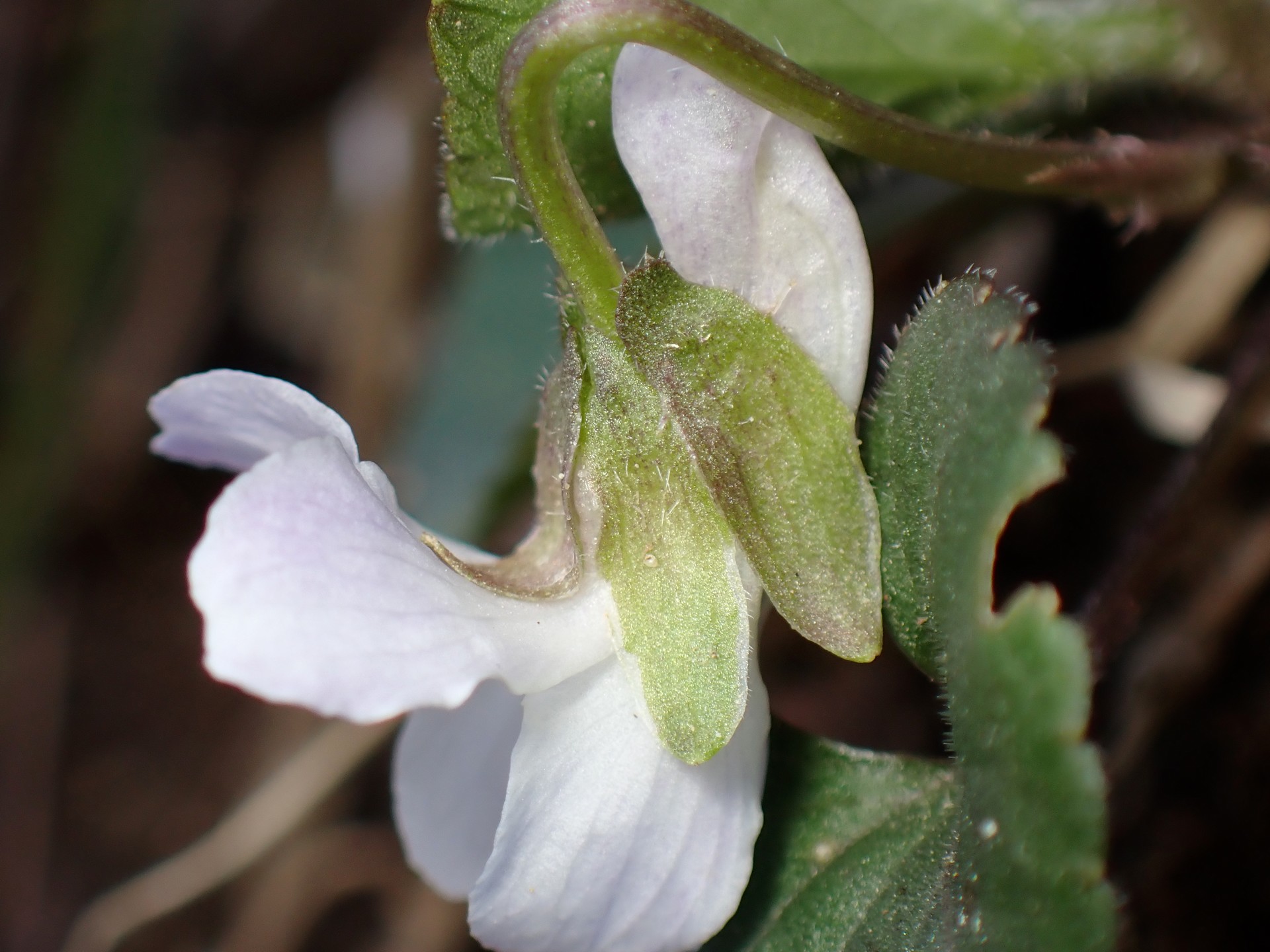 シロバナアオイスミレ の高画質写真です。横浜市で、2025年3月17日に撮影したものです。