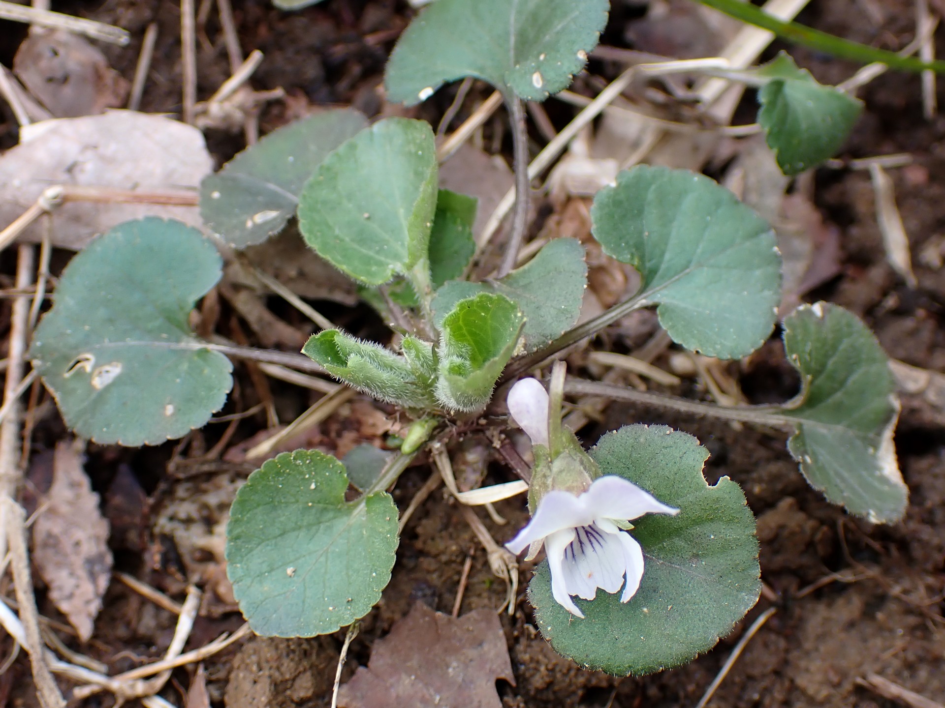 シロバナアオイスミレ の高画質写真です。横浜市で、2025年3月17日に撮影したものです。