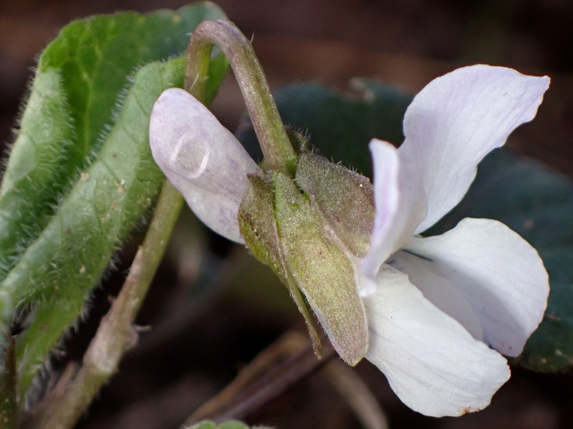 シロバナアオイスミレ の高画質写真です。横浜市で、2025年3月17日に撮影したものです。