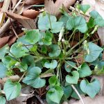 スミレの仲間 の写真です。横浜市で、2025年3月25日に撮影したものです。