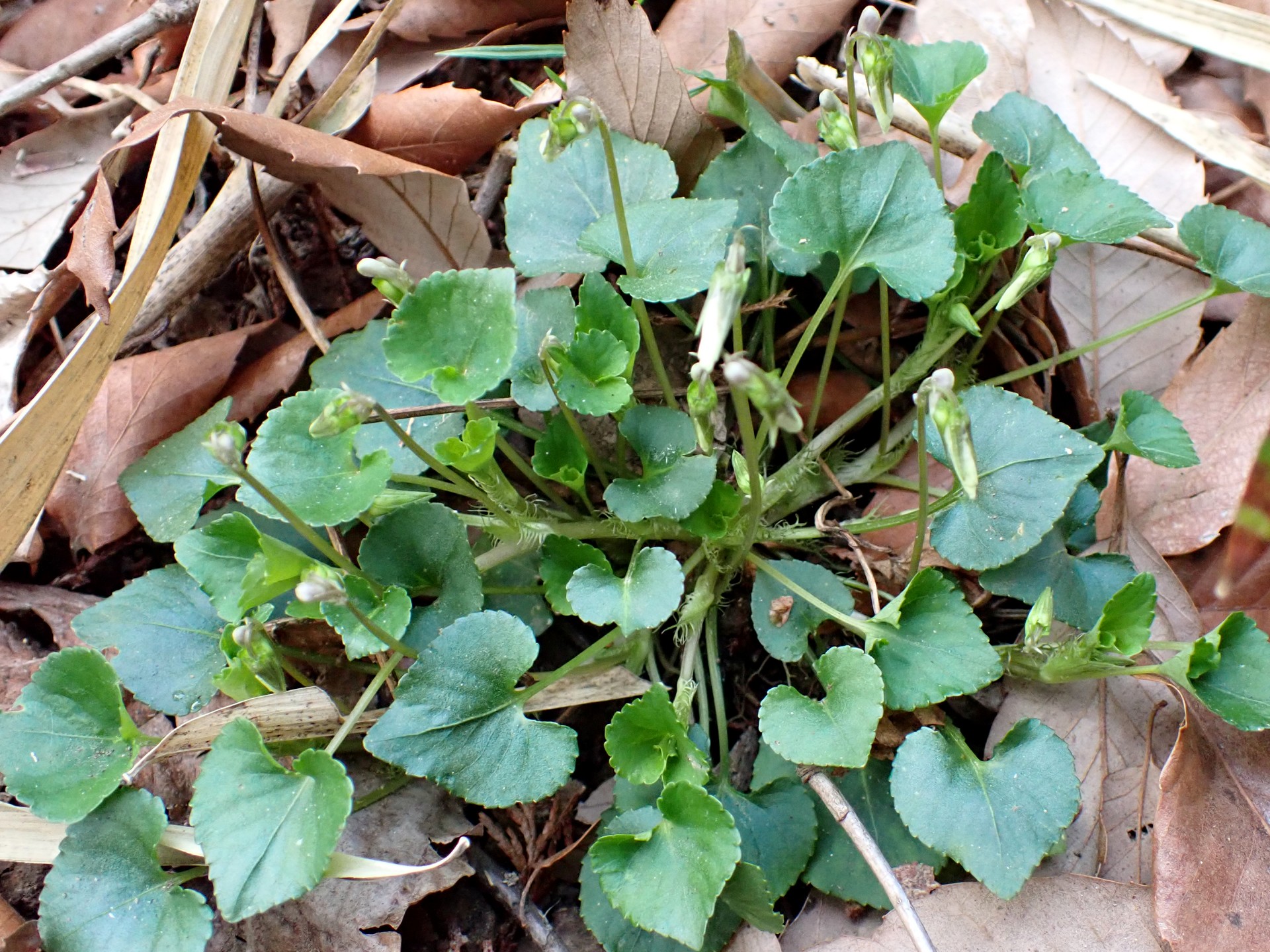 スミレの仲間 の写真です。横浜市で、2025年3月25日に撮影したものです。