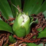 ショウジョウバカマ の高画質写真です。横浜市で、2025年3月6日に撮影したものです。