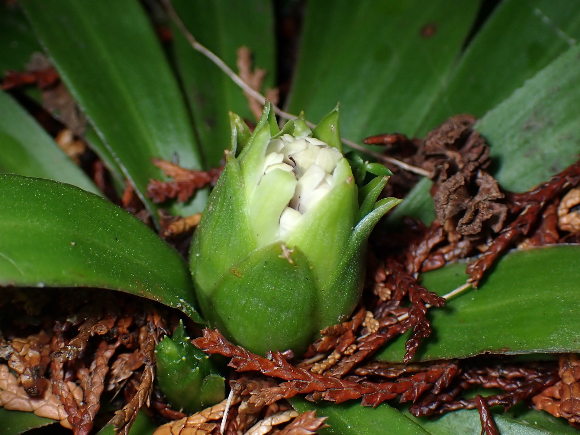 ショウジョウバカマ の高画質写真です。横浜市で、2025年3月6日に撮影したものです。