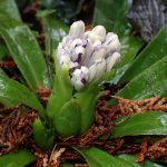 ショウジョウバカマ の高画質写真です。横浜市で、2025年3月12日に撮影したものです。