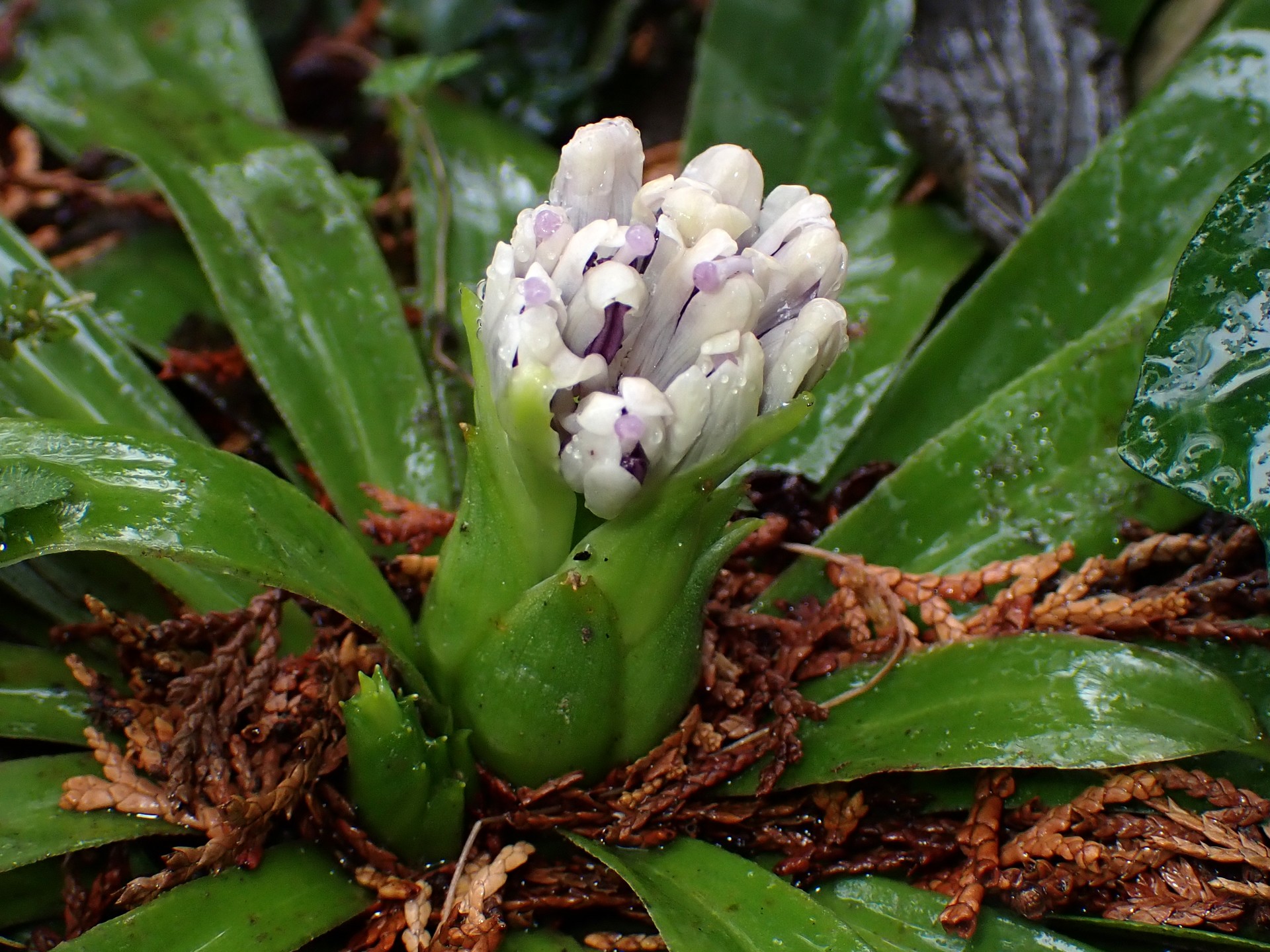 ショウジョウバカマ の高画質写真です。横浜市で、2025年3月12日に撮影したものです。