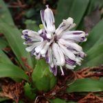 ショウジョウバカマ の高画質写真です。横浜市で、2025年3月13日に撮影したものです。