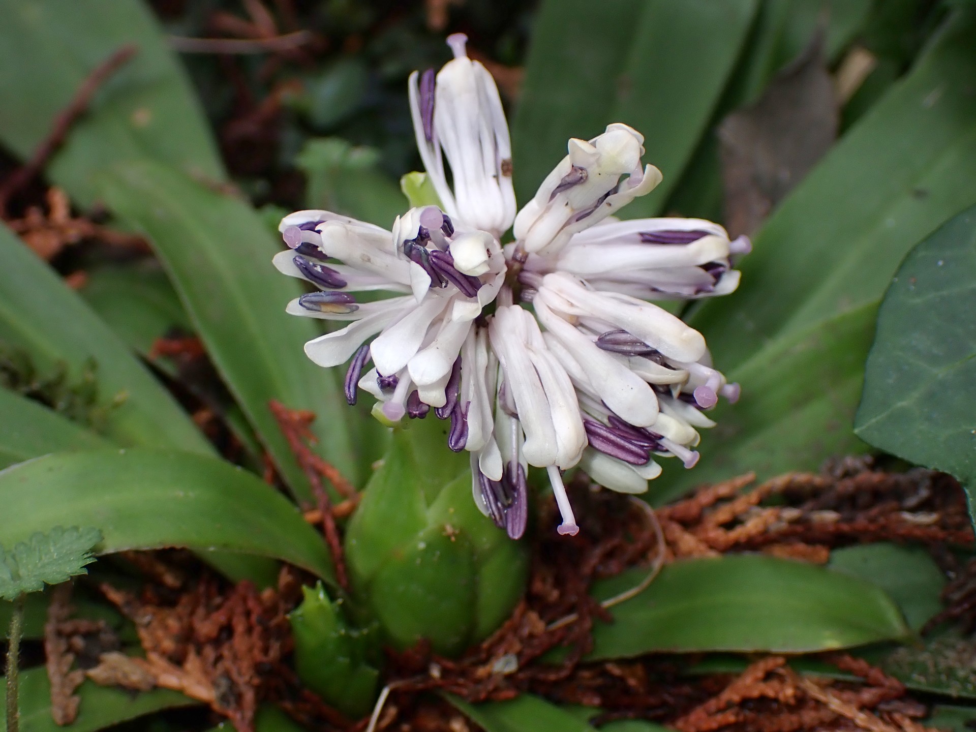 ショウジョウバカマ の高画質写真です。横浜市で、2025年3月13日に撮影したものです。