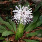 ショウジョウバカマ の高画質写真です。横浜市で、2025年3月15日に撮影したものです。