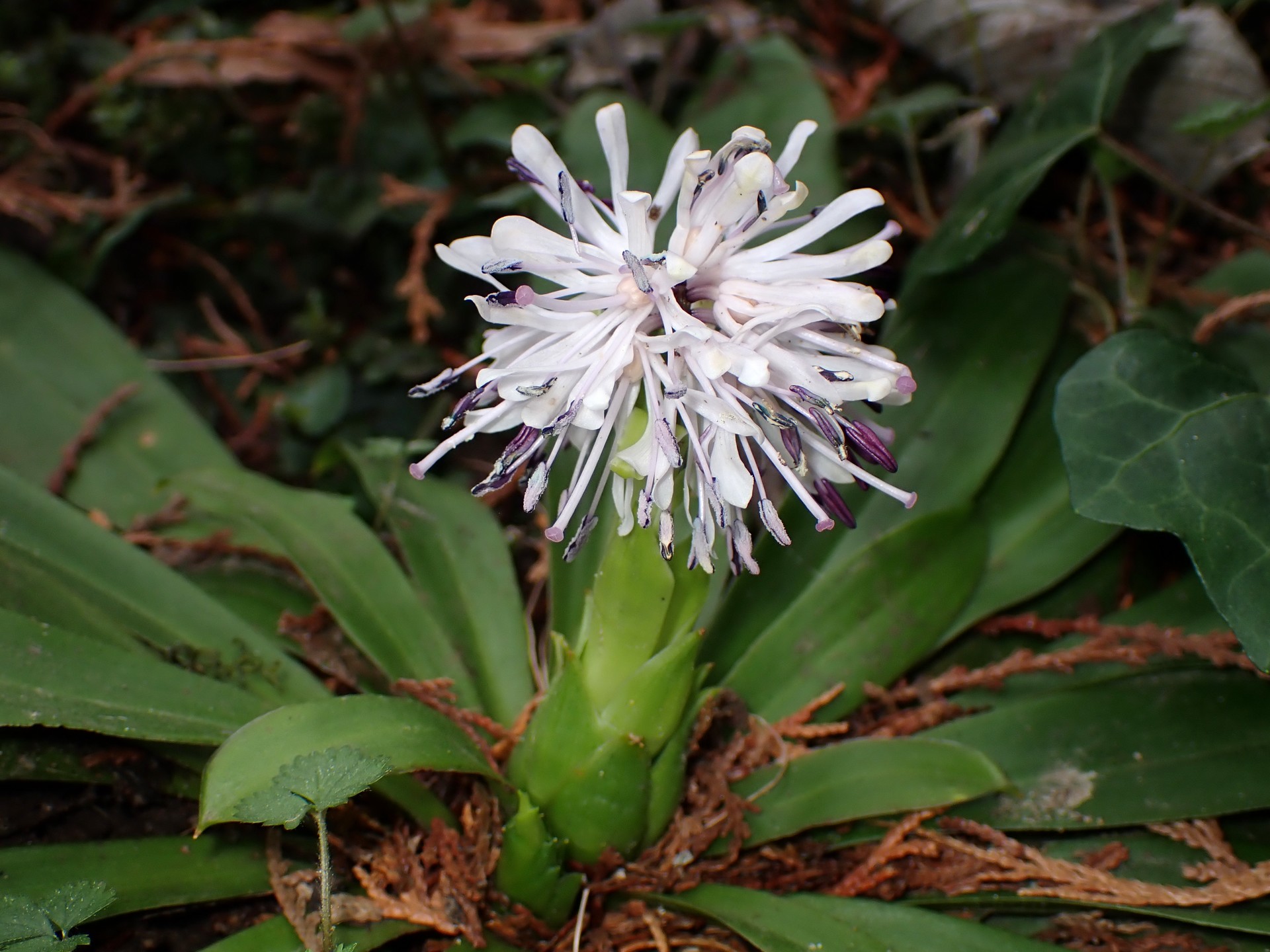 ショウジョウバカマ の高画質写真です。横浜市で、2025年3月15日に撮影したものです。