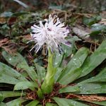 ショウジョウバカマ の高画質写真です。横浜市で、2025年3月17日に撮影したものです。