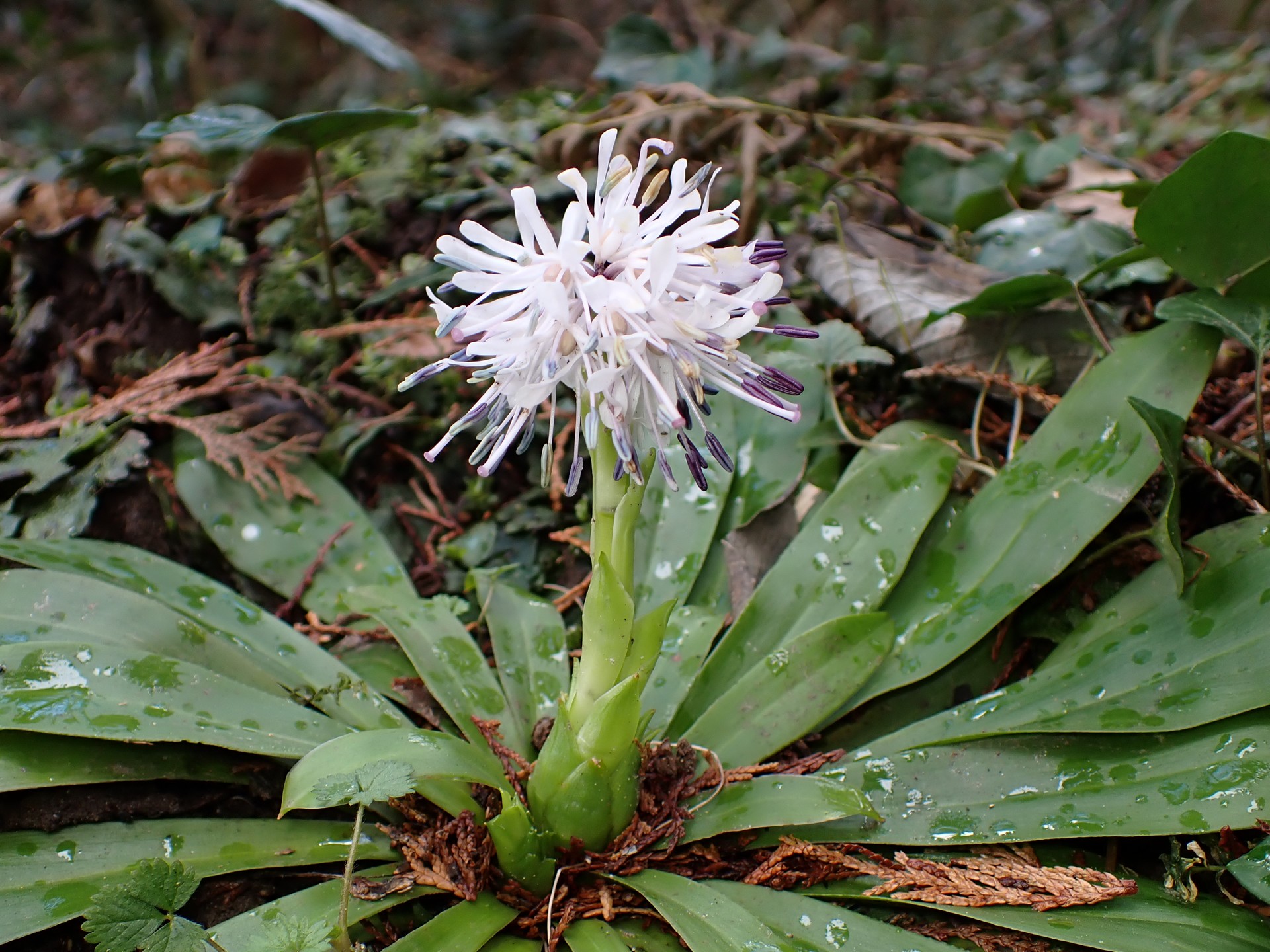 ショウジョウバカマ の高画質写真です。横浜市で、2025年3月17日に撮影したものです。