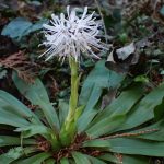 ショウジョウバカマ の高画質写真です。横浜市で、2025年3月20日に撮影したものです。