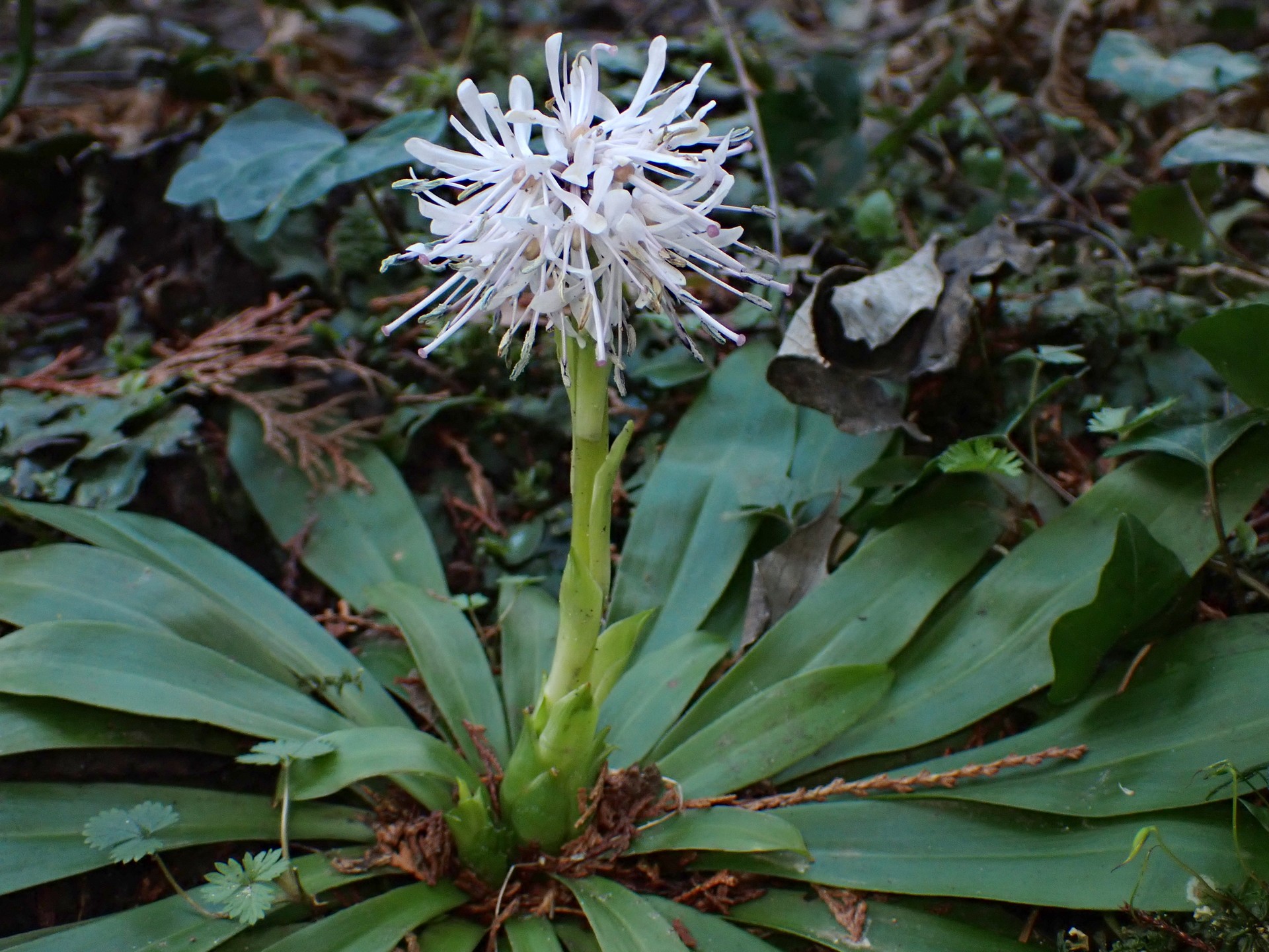 ショウジョウバカマ の高画質写真です。横浜市で、2025年3月20日に撮影したものです。