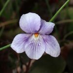 タチツボスミレ の高画質写真です。横浜市で、2025年3月1日に撮影したものです。