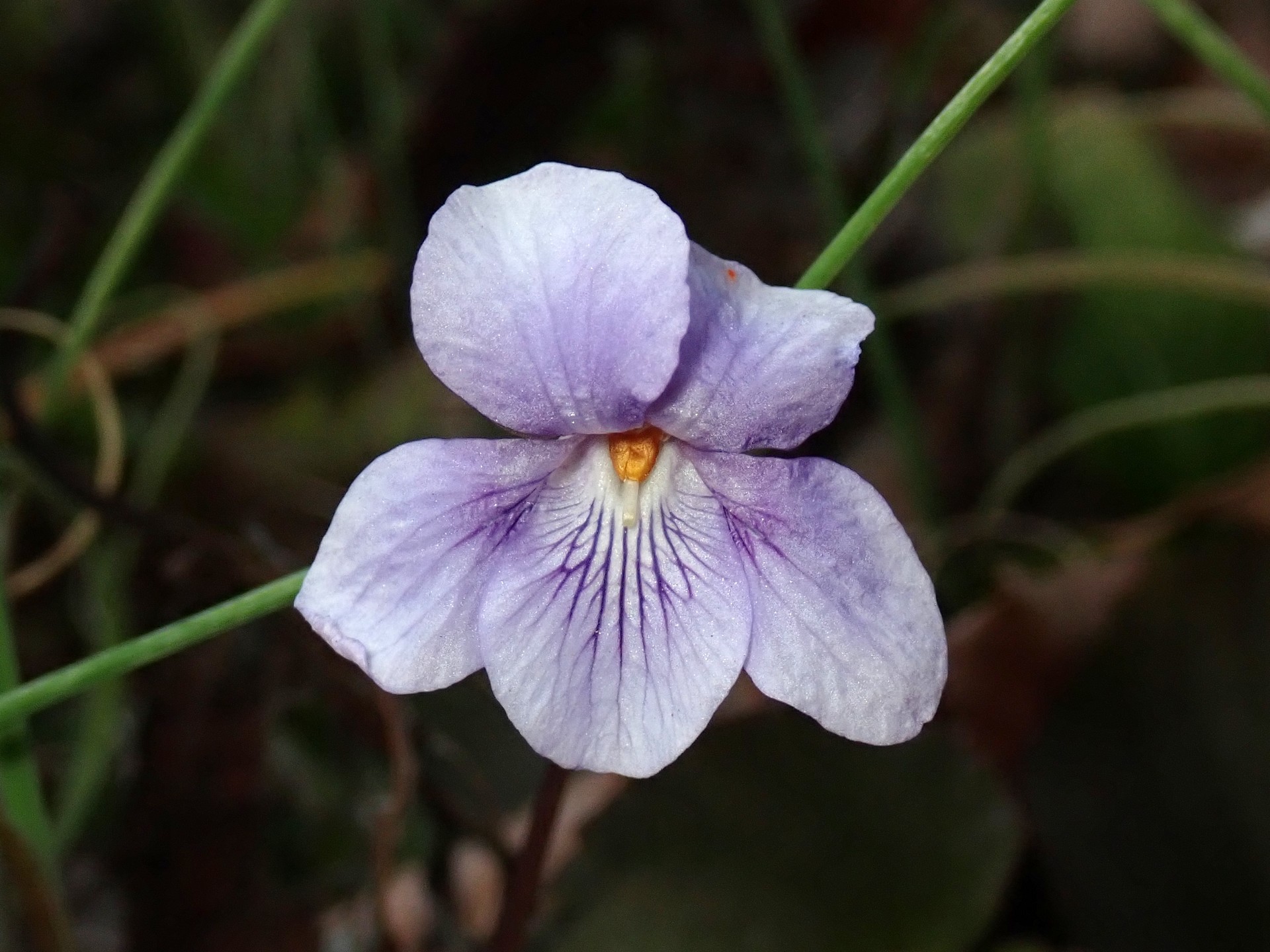 タチツボスミレ の高画質写真です。横浜市で、2025年3月1日に撮影したものです。
