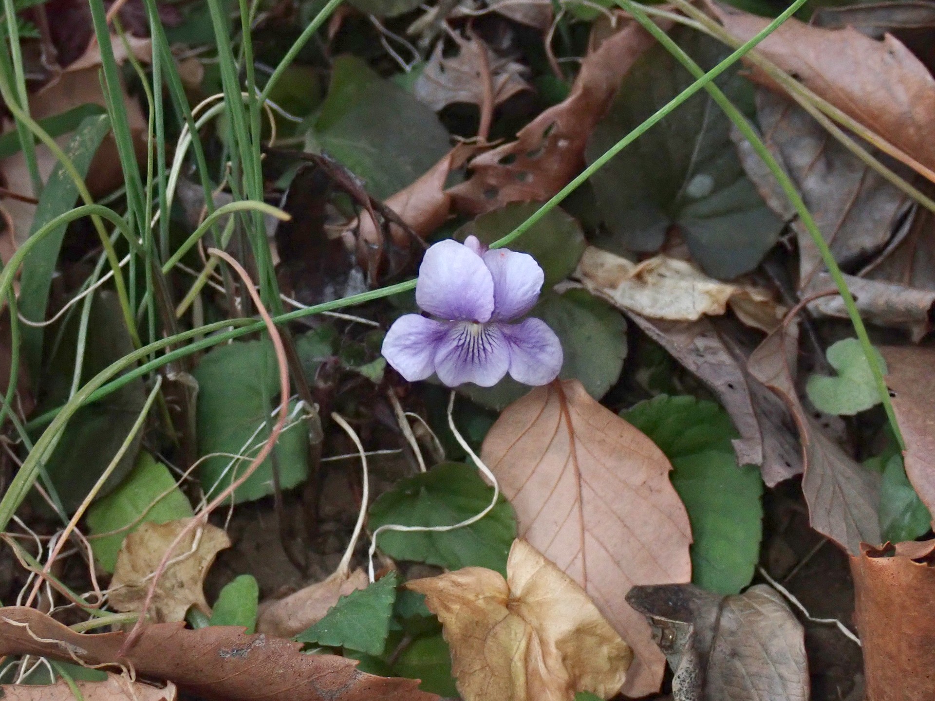 タチツボスミレ の高画質写真です。横浜市で、2025年3月1日に撮影したものです。
