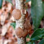 タマキクラゲ の高画質写真です。横浜市で、2025年3月17日に撮影したものです。