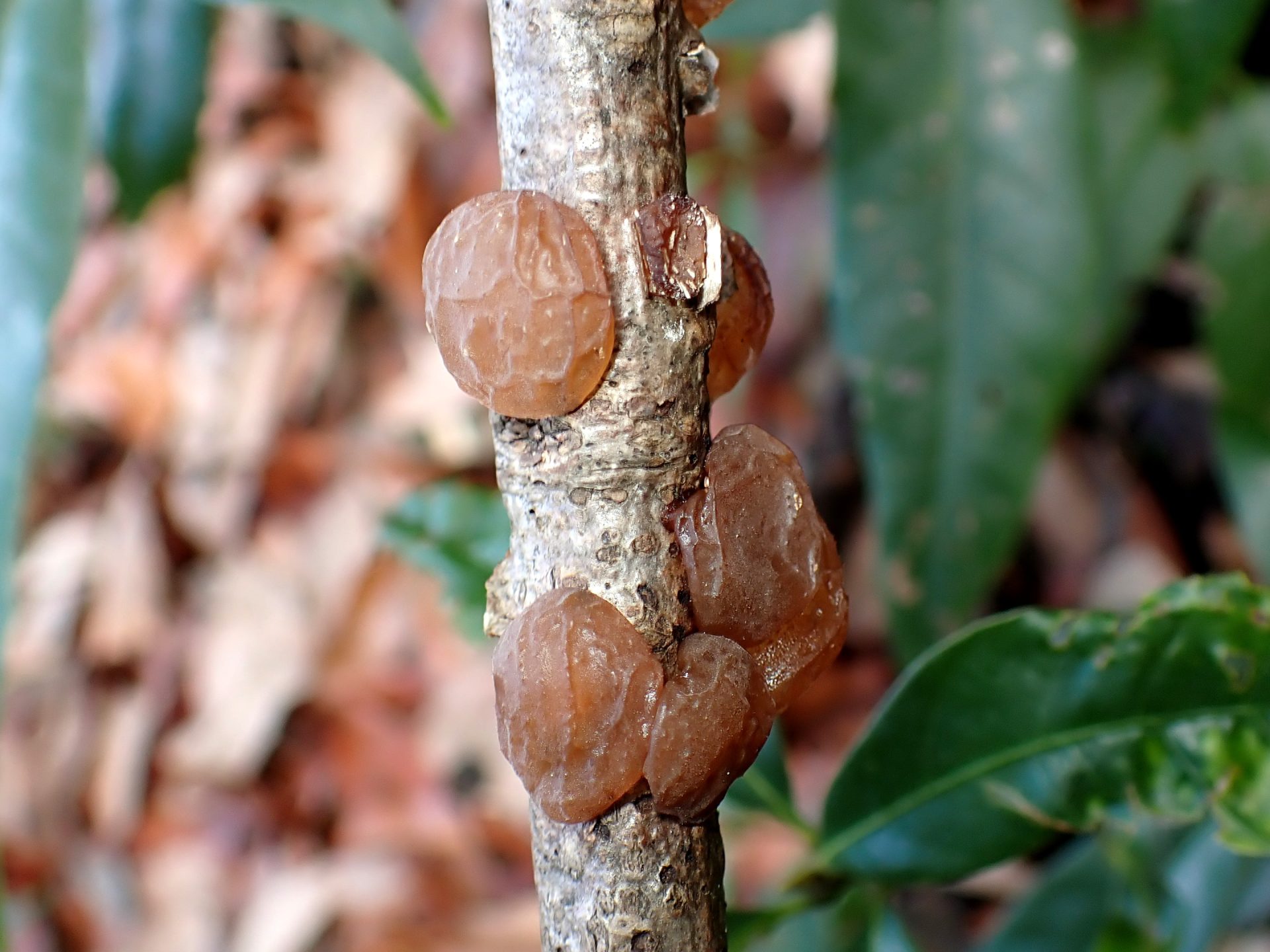 タマキクラゲ の高画質写真です。横浜市で、2025年3月17日に撮影したものです。