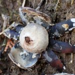 ツチグリ の高画質写真です。横浜市で、2025年3月9日に撮影したものです。