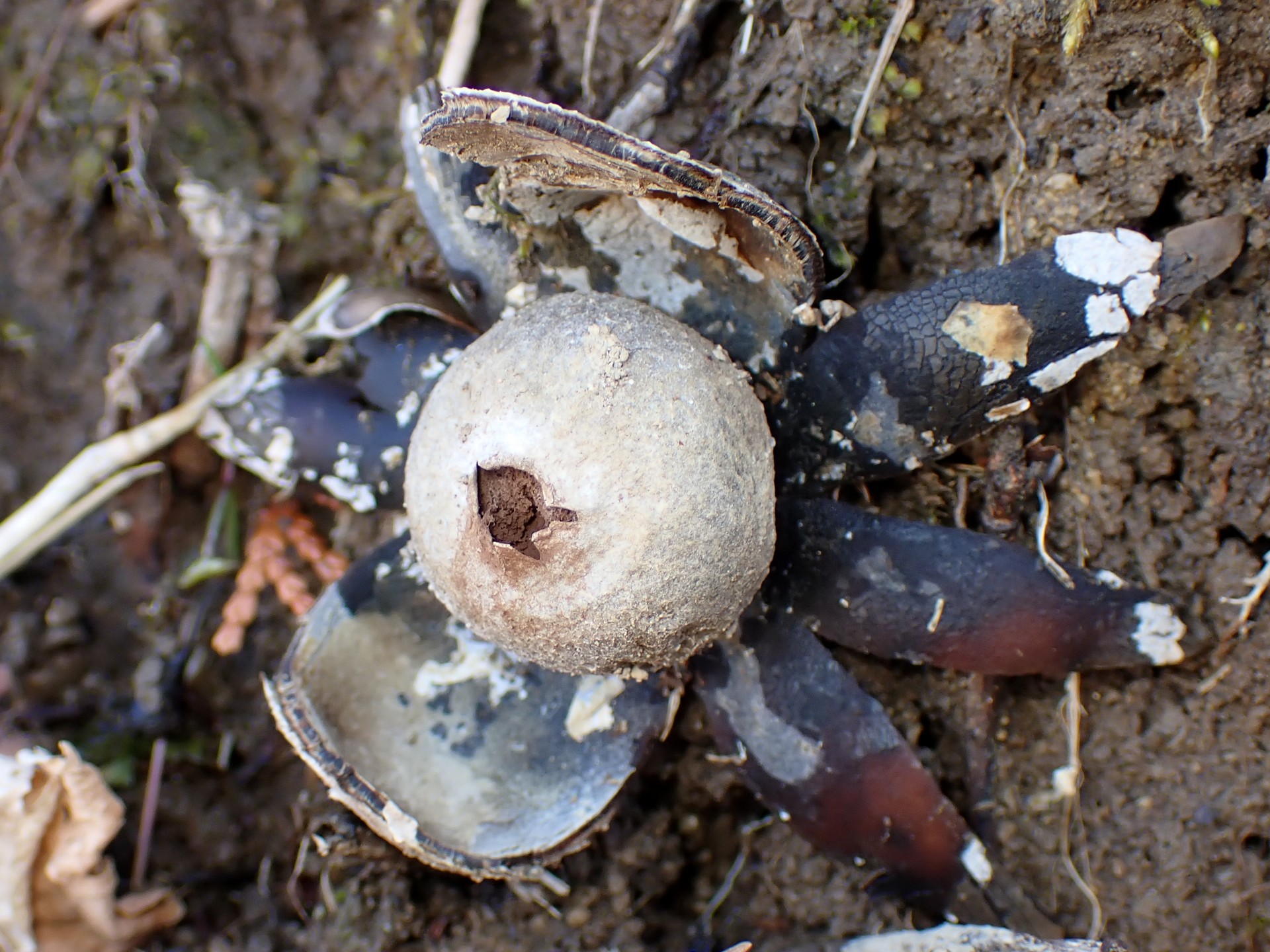 ツチグリ の高画質写真です。横浜市で、2025年3月9日に撮影したものです。