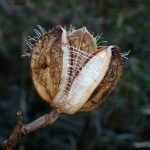 ウバユリ の高画質写真です。横浜市で、2025年2月28日に撮影したものです。