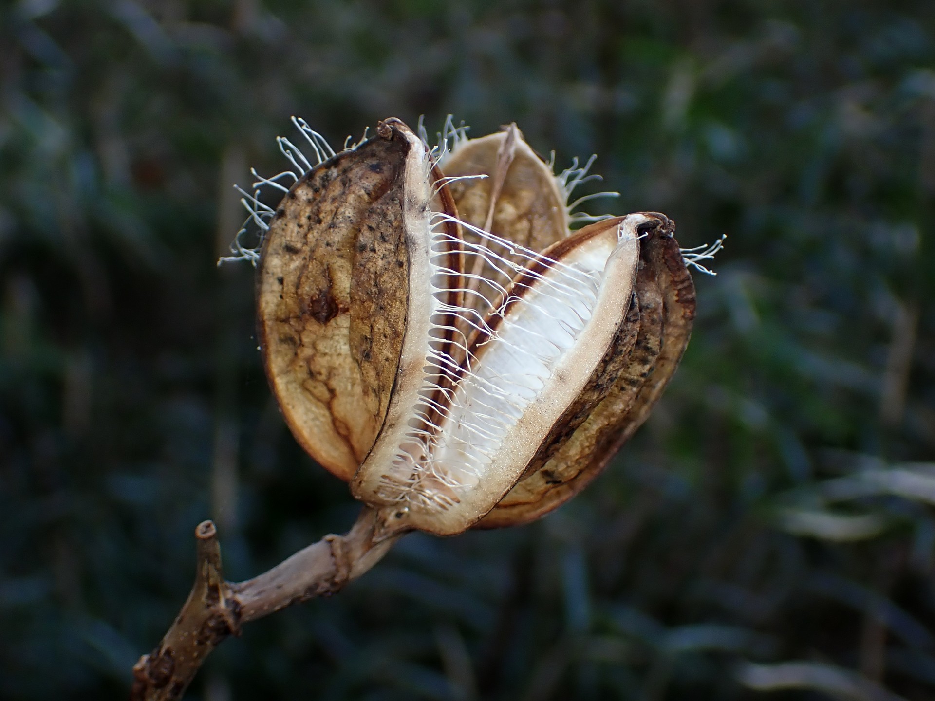 ウバユリ の高画質写真です。横浜市で、2025年2月28日に撮影したものです。