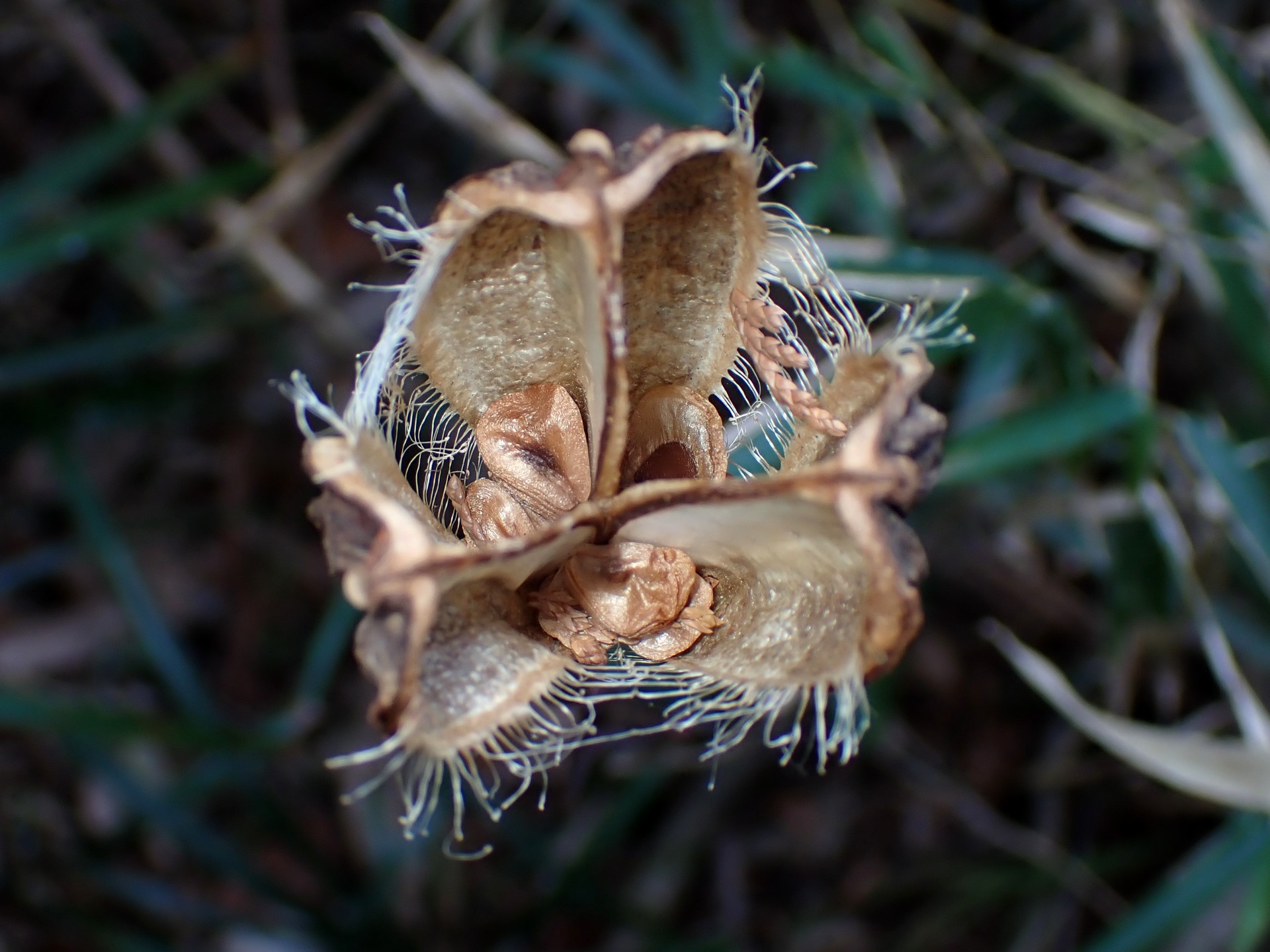 ウバユリ の高画質写真です。横浜市で、2025年2月28日に撮影したものです。
