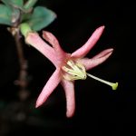 ウグイスカグラ の高画質写真です。横浜市で、2025年3月6日に撮影したものです。