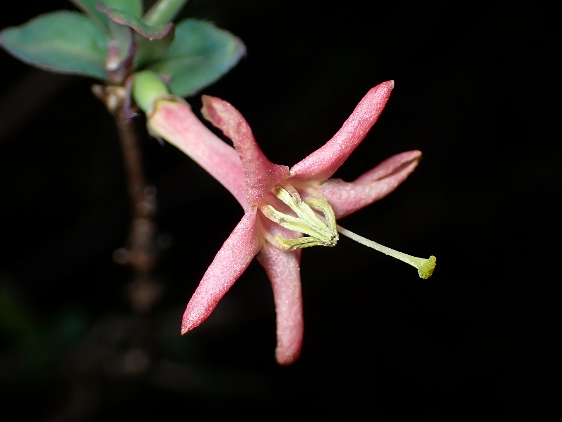 ウグイスカグラ の高画質写真です。横浜市で、2025年3月6日に撮影したものです。