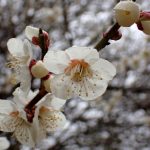 ウメ の高画質写真です。横浜市で、2025年3月4日に撮影したものです。