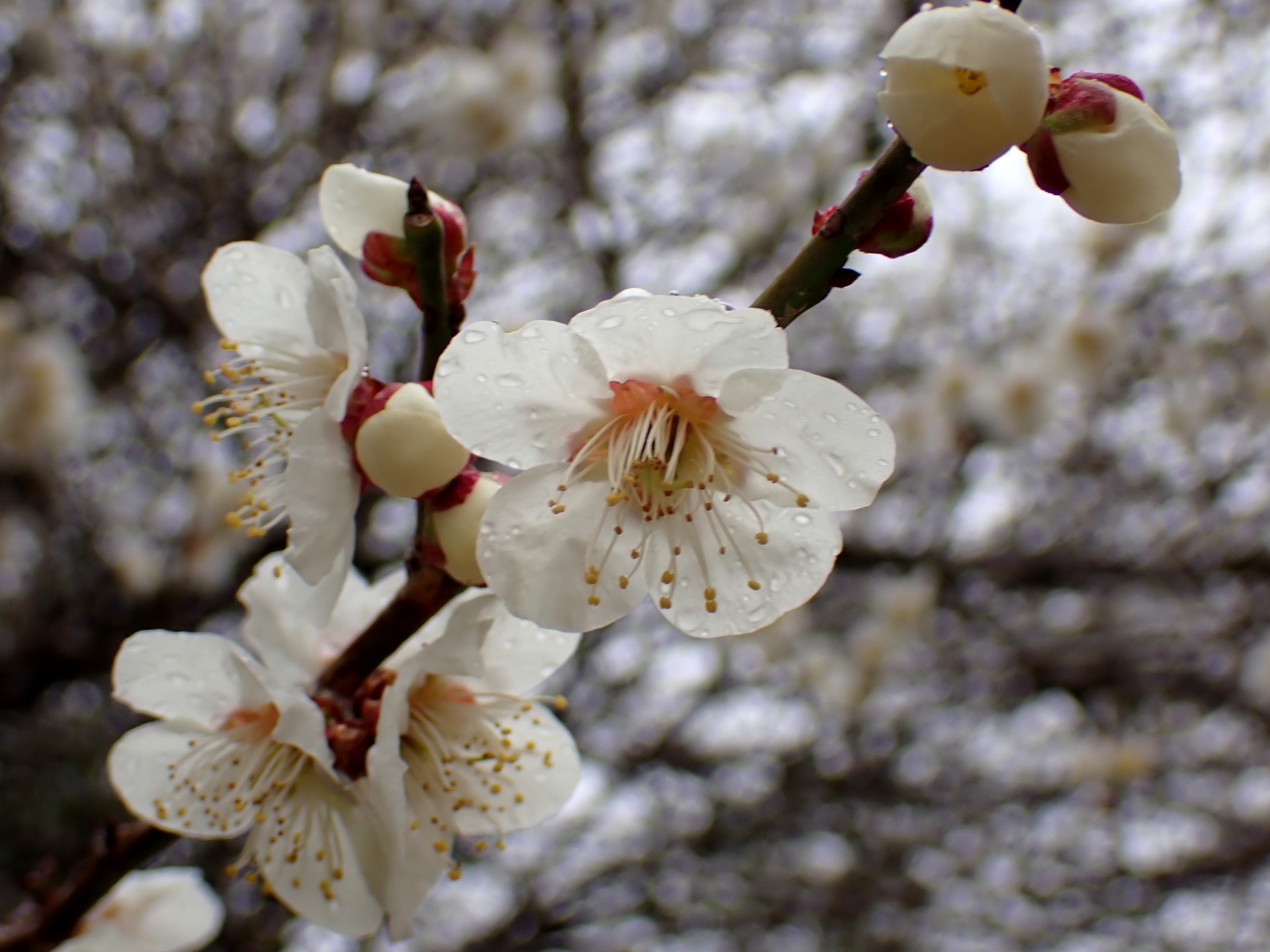 ウメ の高画質写真です。横浜市で、2025年3月4日に撮影したものです。