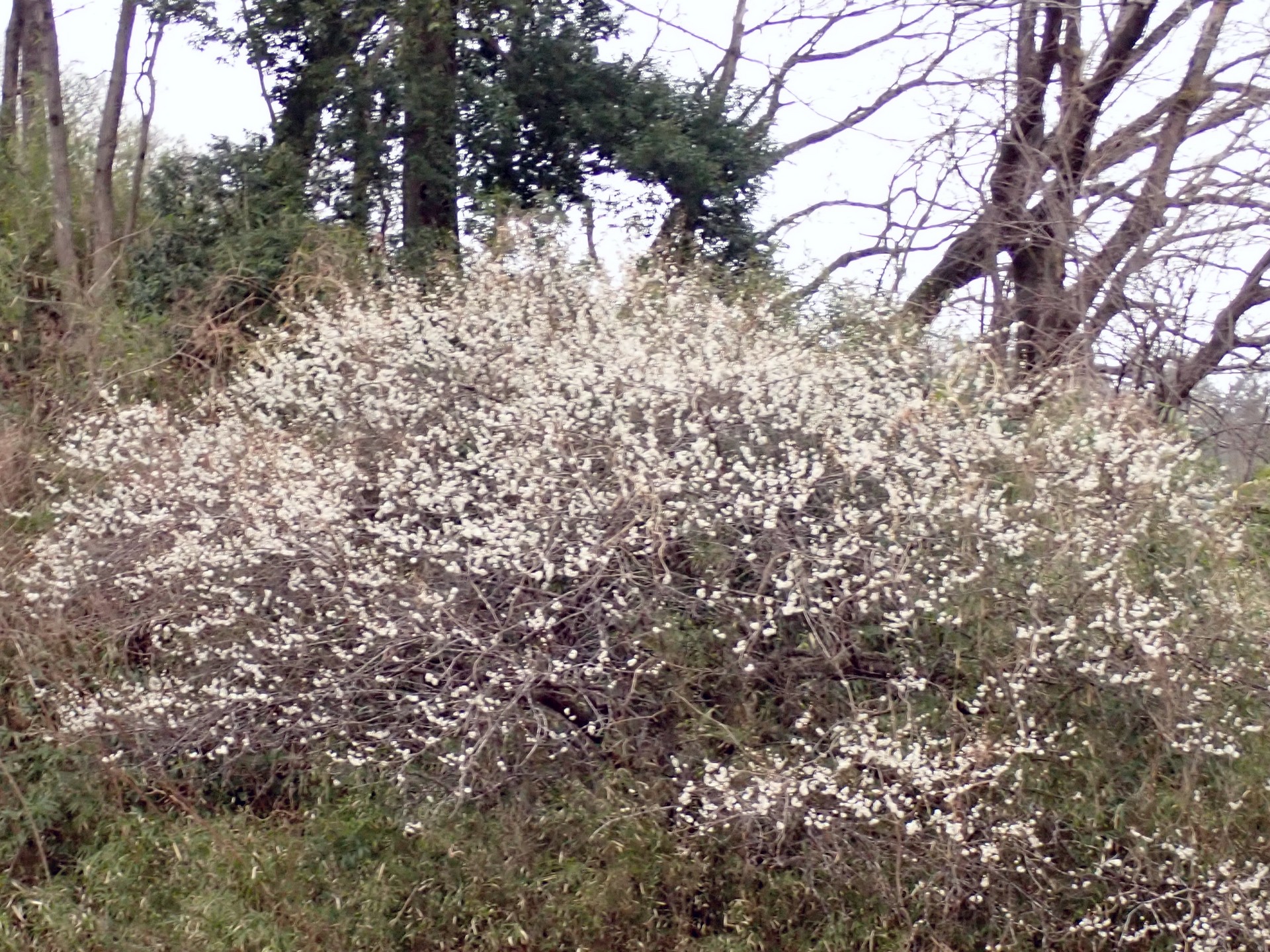 ウメ の高画質写真です。横浜市で、2025年3月4日に撮影したものです。