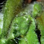 ヤマルリソウ の高画質写真です。横浜市で、2025年3月4日に撮影したものです。