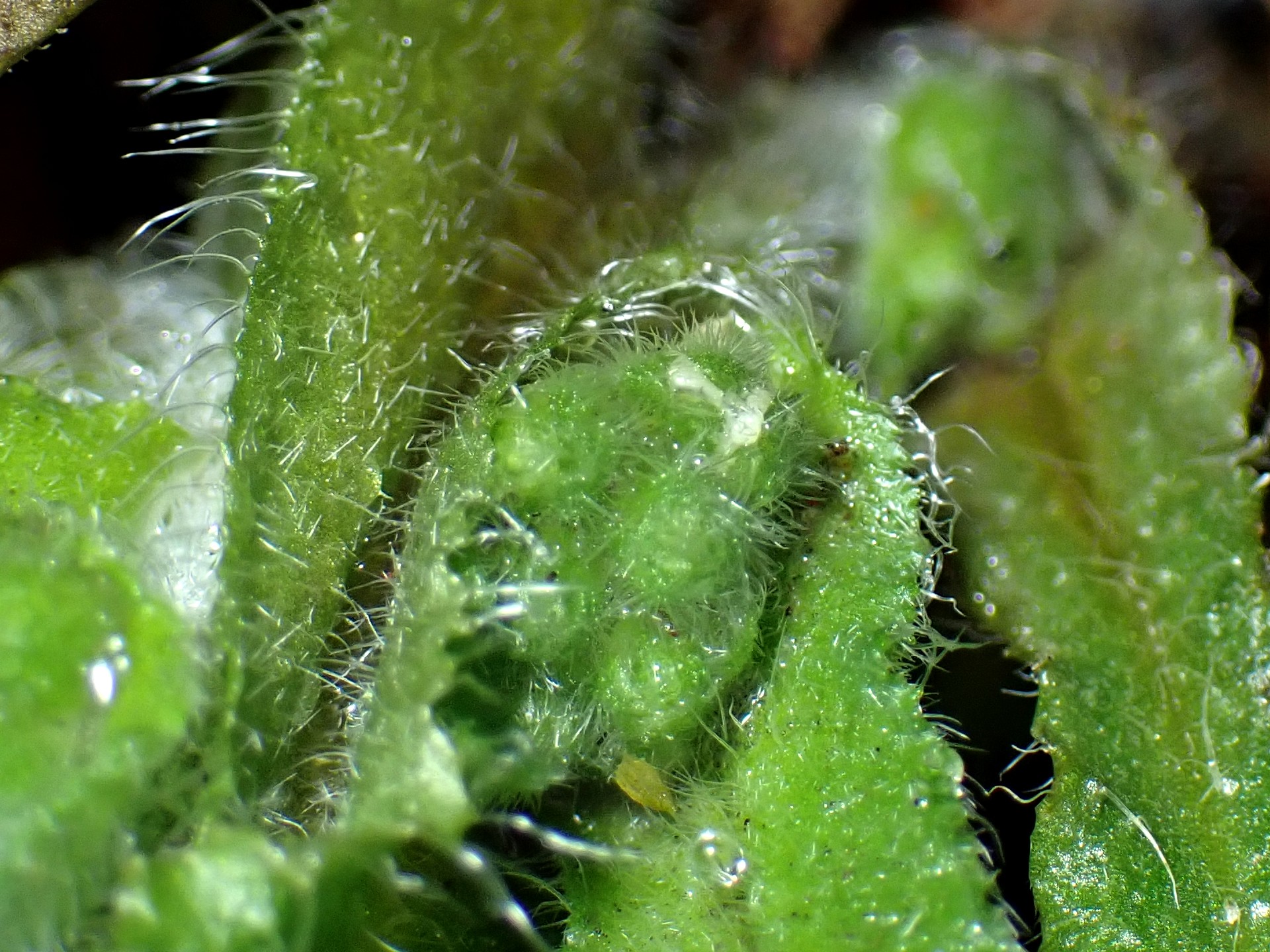 ヤマルリソウ の高画質写真です。横浜市で、2025年3月4日に撮影したものです。