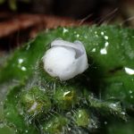 ヤマルリソウ の高画質写真です。横浜市で、2025年3月12日に撮影したものです。