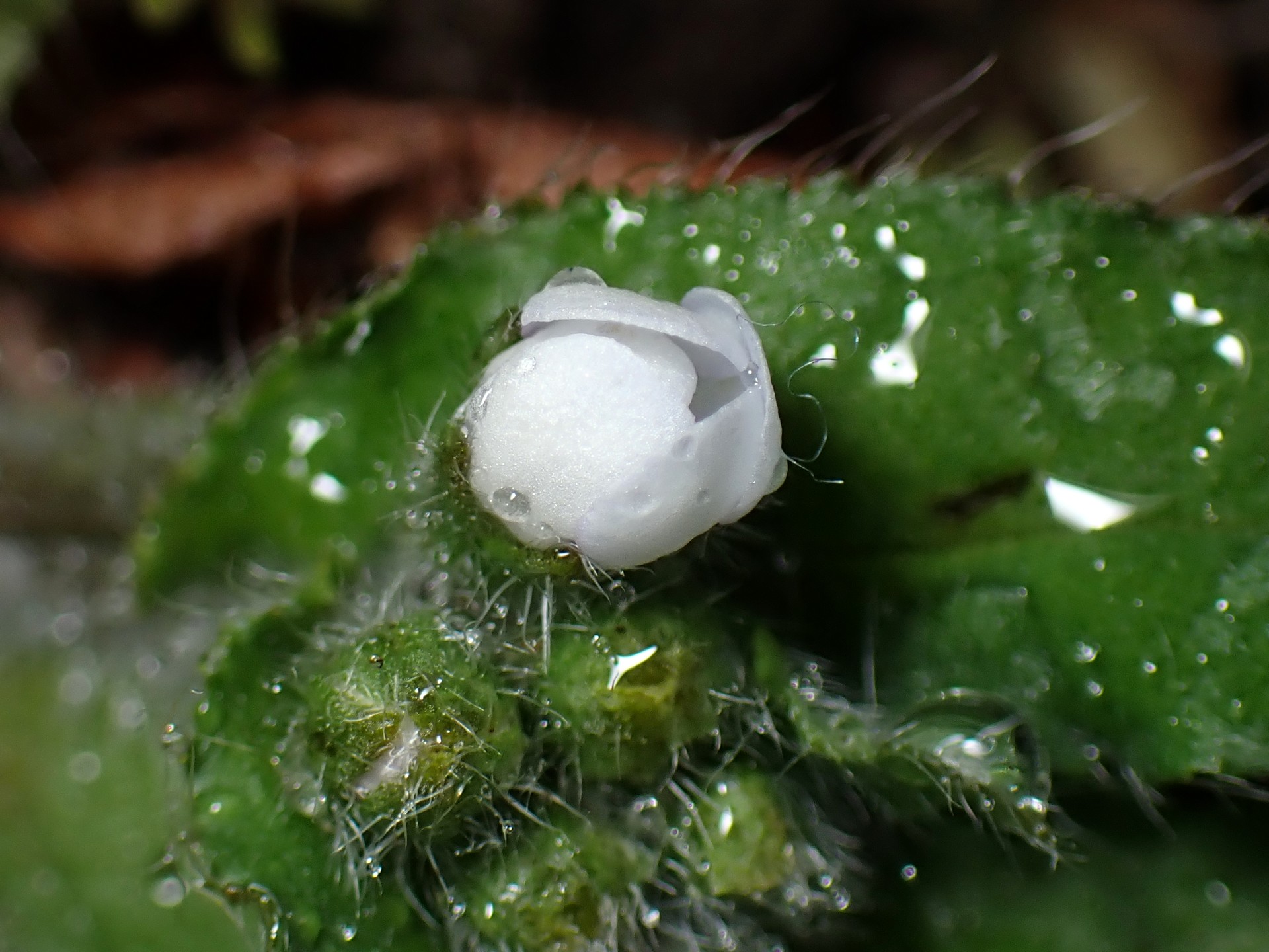 ヤマルリソウ の高画質写真です。横浜市で、2025年3月12日に撮影したものです。
