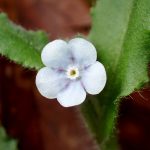 ヤマルリソウ の高画質写真です。横浜市で、2025年3月13日に撮影したものです。