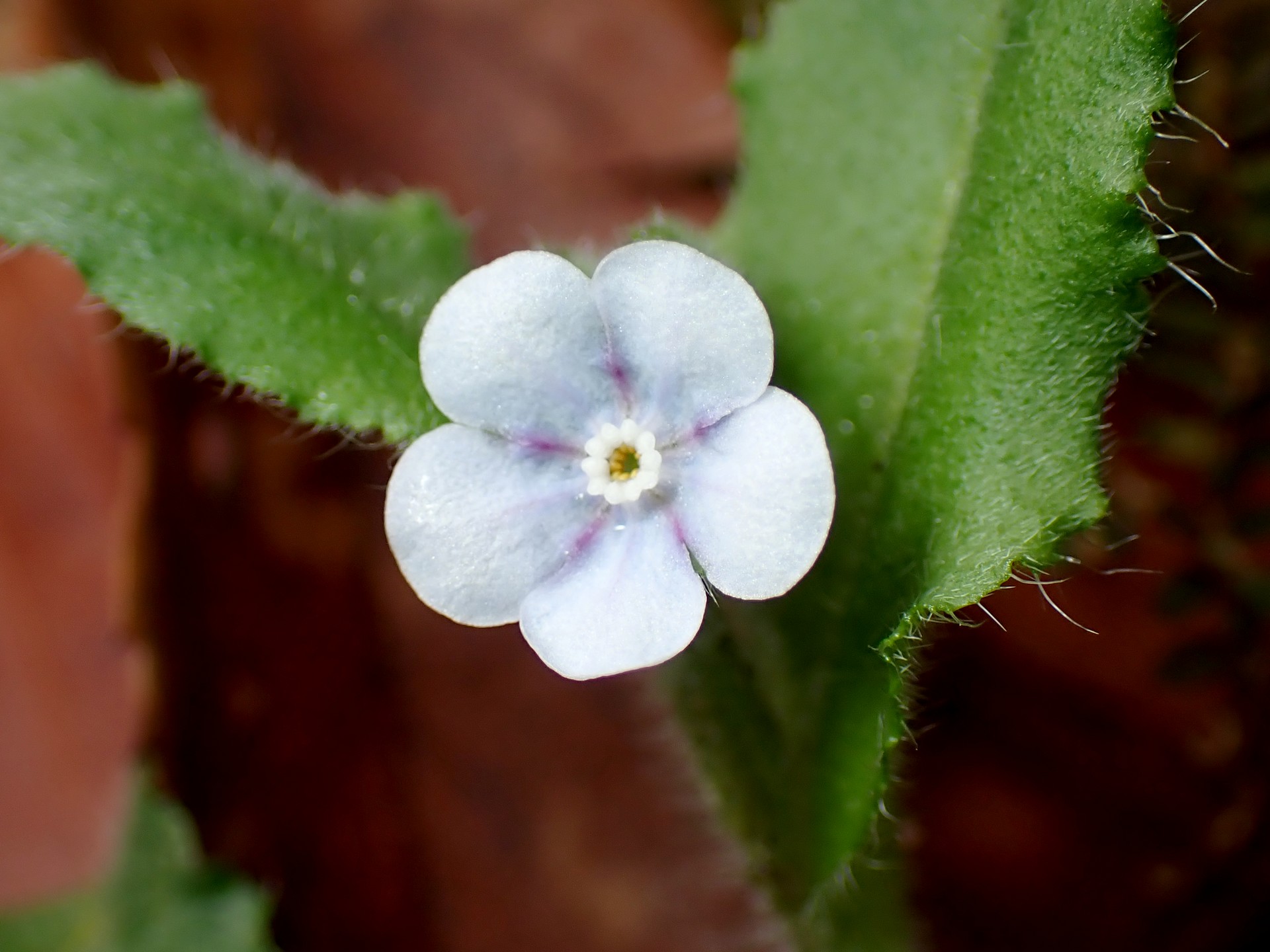 ヤマルリソウ の高画質写真です。横浜市で、2025年3月13日に撮影したものです。